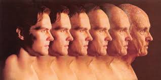 Airplanes Made From Trees