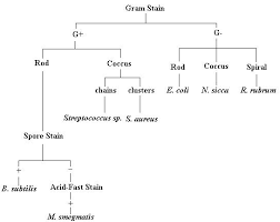 72 Extraordinary Microbiology Flow Chart For Unknown