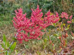 Image result for Rumex ruwenzoriensis