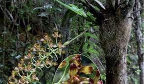 Image result for Didymoplexis