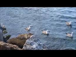 Romantic Love Songs Photos Ozdemir Erdogan Gozlerim Bir Yerden Asina Size Facebook