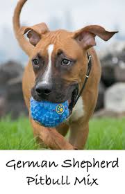 German Shepherd Pitbull Mix Black And Brown Williamwear A Complete Guide To The German Shepherd Pitbull Mix Pitbull Mix Pitbulls Pitbull Mix Puppies