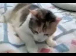 4,5 both canine and feline diseases are characterized by an acute onset of signs that can be severe and crippling ventral bulla osteotomy is a preferable technique with a recurrence rate of 25% to 50%. Feline Vestibular Syndrome Youtube