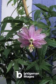 Image result for Passiflora mollissima
