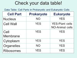 Members of both groups uses information present in mrna, which is came from the dna by transcription, to synthesize. Prokaryotic And Eukaryotic Cells Chart Lewisburg District Umc