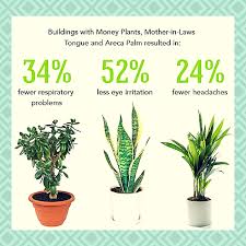 Indoor plants not only look great in the home, they also bring with them a lot of health benefits. Indoor Plants Can Help You Reduce Stress Improve Air Quality And Also Curb Radiations To Some Extent From Electrical D Plants Best Indoor Plants Indoor Plants