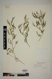 Image result for Indigofera adenoides