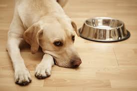 It is a powerful anesthetic drug and can be used when learning how to euthanize a dog. Dog Food Recalls How Did A Euthanasia Drug Get Into Dog Food Oakland Veterinary Referral Services