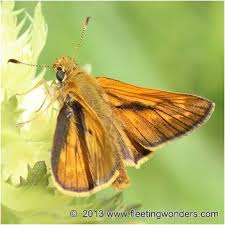 Image result for Ochlodes sylvanus