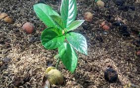 Dari data yang di dapat, selanjutnya dilakukan pengolahan data untuk mendapatkan pembobotan kelas. Produksi Batang Bawah Alpukat Bebeja Com