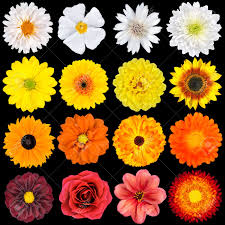 Orange flowers that look like sunflowers. Selection Of Various White Yellow Orange Flowers Isolated On Black Background Red Pink Yellow White Colors Including Rose Dahlia Marigold Zinnia Strawflower Sunflower Daisy Primrose And Other Wildflowers Stock Photo Picture And