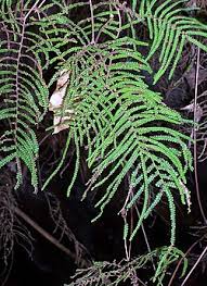 Image result for Gleichenia elongata
