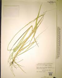 Image result for Sorghastrum stipoides