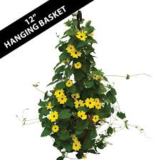 Image result for Thunbergia laborans