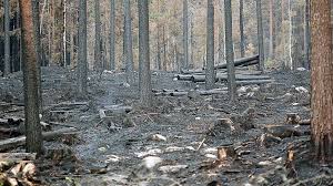 Sommaren 2014 var varm och torr och smhi varnade för extremt stor brandrisk.den 31 juli larmades om en skogsbrand i närheten av seglingsberg i västmanland, en brand som skulle få stora konsekvenser. Skogsbranden I Vastmanland 2014 Svt Nyheter