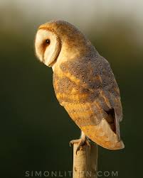 Image result for Barn Owl nature photos