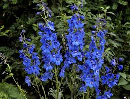 It can be difficult to find plants with blue flowers to grow in the garden. Delphiniums How To Plant Grow And Care For Delphinium Flowers The Old Farmer S Almanac