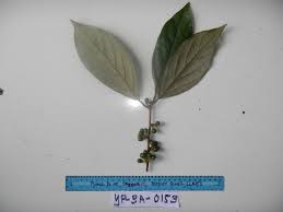 Image result for Actinodaphne