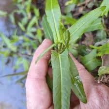 Image result for Persicaria meisneriana
