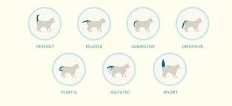 How To Decode Your Cat S Tail A Masterclass
