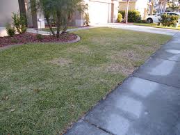 Trimming grass away from fences, structures, trees, and lawn edges; Lawn Pest Management Abc Pest Control Inc