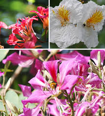 Image result for Eriosema cordatum