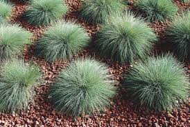 Image result for Festuca