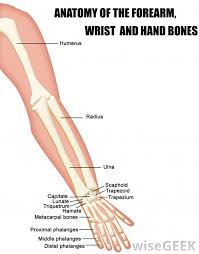 Demonstrates physically based rendering, image based lighting, texturing and a skybox. What Is Forearm Pronation With Pictures