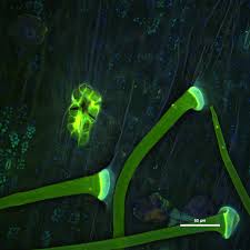 Image result for Ipomoea heterotricha