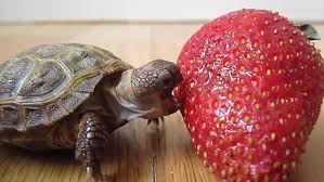 Adorable Baby Turtle Attempts To Eat Its First Strawberry Daily Mail Online