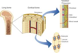 Check spelling or type a new query. Gravity Sensing In Plant And Animal Cells Npj Microgravity