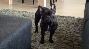 Is your french bulldog having behavioral problems? French Bulldog Crying Youtube