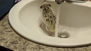 one eyed hedgehog in a sink. enjoy