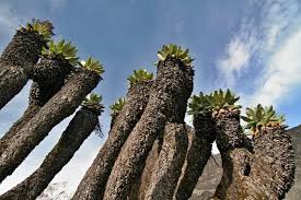 Image result for Dendrosenecio erici-rosenii