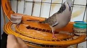 Senyum channel 32.462 views1 year ago. Derkuku Pikat 30 Juta Vs Tekukur Kuk 2 250 Ribu Top Perform Derkuku Kuk 3