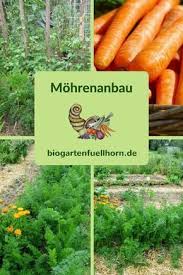 So Gelingt Der Anbau Von Mohren Biogarten Fullhorn Biogarten Anbau Selbstversorger Garten
