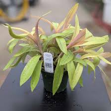 Image result for Tradescantia spathacea