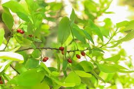 Image result for Erythroxylum