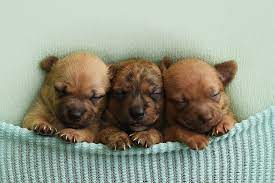 Newborn Puppy Photoshoot For Foster Dogs People Com