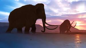 Als hauptgrund für das aussterben von mammuts betrachten wissenschaftler den globalen klimawandel. Warum Starb Dieses Mammut Baby Zwei Monate Alter Chroma Enthullt Geheimnis Der Eiszeit Russia Beyond De