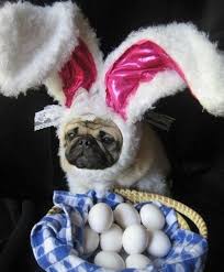 Top 10 Clue Hunting Dogs On Easter Egg Hunts Cute Animals Pugs Pugs Funny