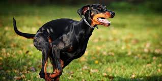 Salamonczyk/jaworski und biegierz/rothenberg gewannen ihre anfangsdoppel und ter braak/dobamann konnten trotz einer 5:2 führung im 5. Hunderasse Dobermann Im Portrait Pets Premium
