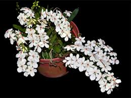 Image result for Aerangis stelligera