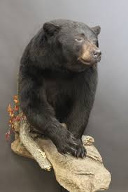 Black Bear Half Mounts Prices Half Bear Jpg 1 000 1 500 Pixels Bear Mounts Bear Hunting Taxidermy