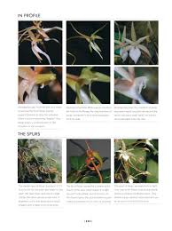 Image result for Aerangis