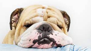 Why Do Dog Snore How To Stop Dog From Snoring Dogsintl