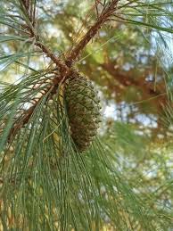 Image result for Dolichos pseudocajanus