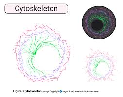 We did not find results for: Animal Cell Definition Structure Parts Functions And Diagram