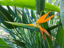 Desktop Birds Of Paradise Wallpaper Bird Of Paradise By Pistos Caedes Desktop Wallpaper Birds Of Paradise Plant Leaves Birds