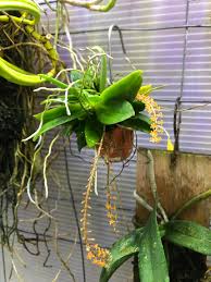 Image result for Oliverella hildebrandtii